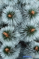 Сосна Erbis Темная с белыми кончиками 1.8 м - фото2