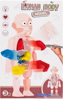 Набор для опытов Darvish Human Body SR-T-3568 - фото