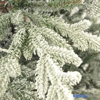 Ель GrandSiti Адель 2.4 м - фото2