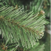 Ель Бифорес Арктика 2.1 м - фото2