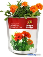 Набор для опытов Happy plant Бархатцы золотистые hpn-30 - фото