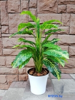 Искусственное растение Forgarden Диффенбахия в белом горшке BN10741 - фото