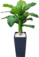 Искусственное растение Forgarden Диффенбахия пестролистная BN11133 - фото