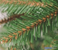 Ель Бифорес Свирк (зеленый) 1.9 м - фото2