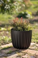 Кашпо Lamela Mira LA515-74 (кремовый) - фото2