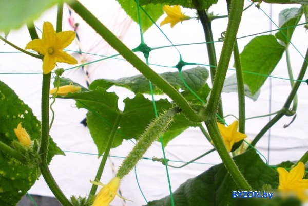 Bradas Plant Net 2x10 м AS-CN08151720010 Bradas Plant Net 2x10 м AS-CN08151720010