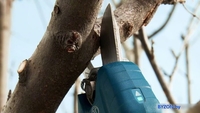 Секатор Bosch Pro Pruner Professional 06019K1021 (с 2-мя АКБ) - фото2