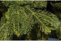 Ель National Tree Company Таежная ТЖ-150 150 см - фото2