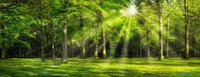 Фотообои ФабрикаФресок Солнечный Зеленый Весенний Лес 1097270 (700x270) - фото