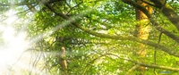 Фотообои ФабрикаФресок Солнечный Зеленый Весенний Лес 1097270 (700x270) - фото2