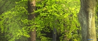 Фотообои ФабрикаФресок Солнечный Зеленый Весенний Лес 1098270 (800x270) - фото2
