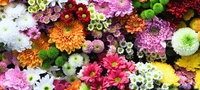 Фотообои ФабрикаФресок Цветочная Оранжерея 1016270 (600x270) - фото